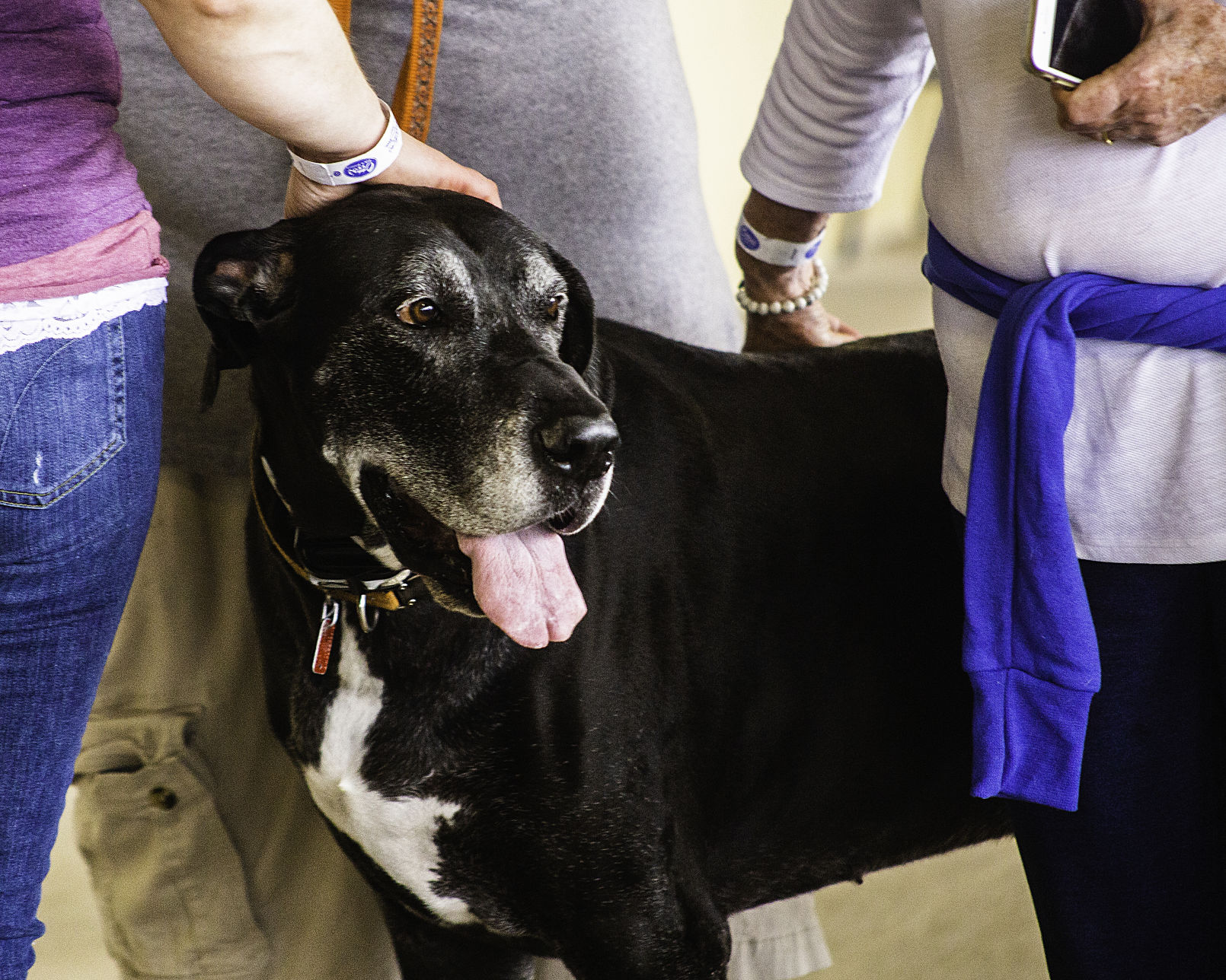 Bark in the Park